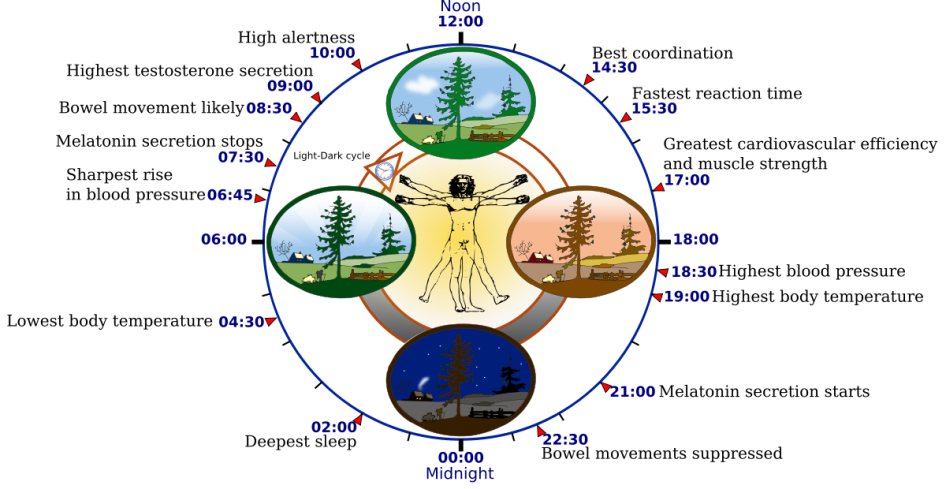 A vitruvian man in the center of a circle with four smaller circles around him each with different daylight or nighttime shots of the same outdoor scene. All of this is inside a larger circle with clock ticks around it and information about what's happening at various times.