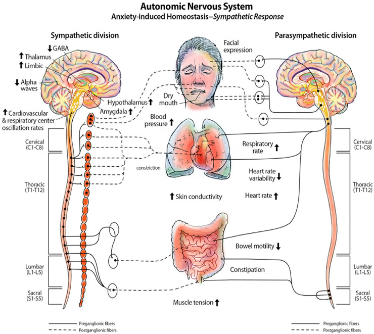 Our autonomic nervous system controls our response to stress