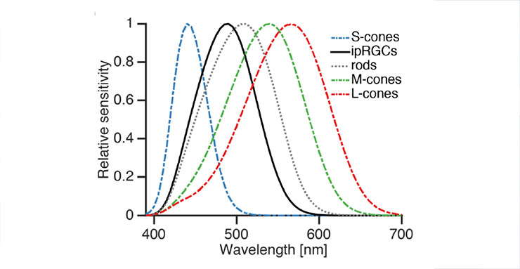 Sensitivity peaks of the different types of photoreceptors in the human eye Source: Unified framework to evaluate non-visual spectral effectiveness of light for human health, Amundadottir M.L., Lockley S.W., Andersen M., 2015