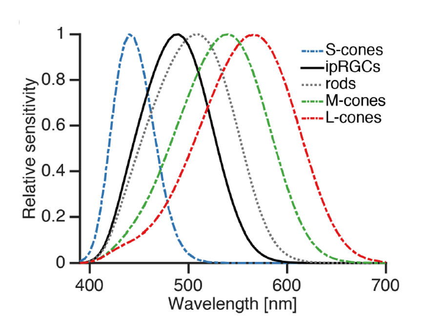 Sensitivity peaks of the different types of photoreceptors in the human eye Source: Unified framework to evaluate non-visual spectral effectiveness of light for human health, Amundadottir M.L., Lockley S.W., Andersen M., 2015
