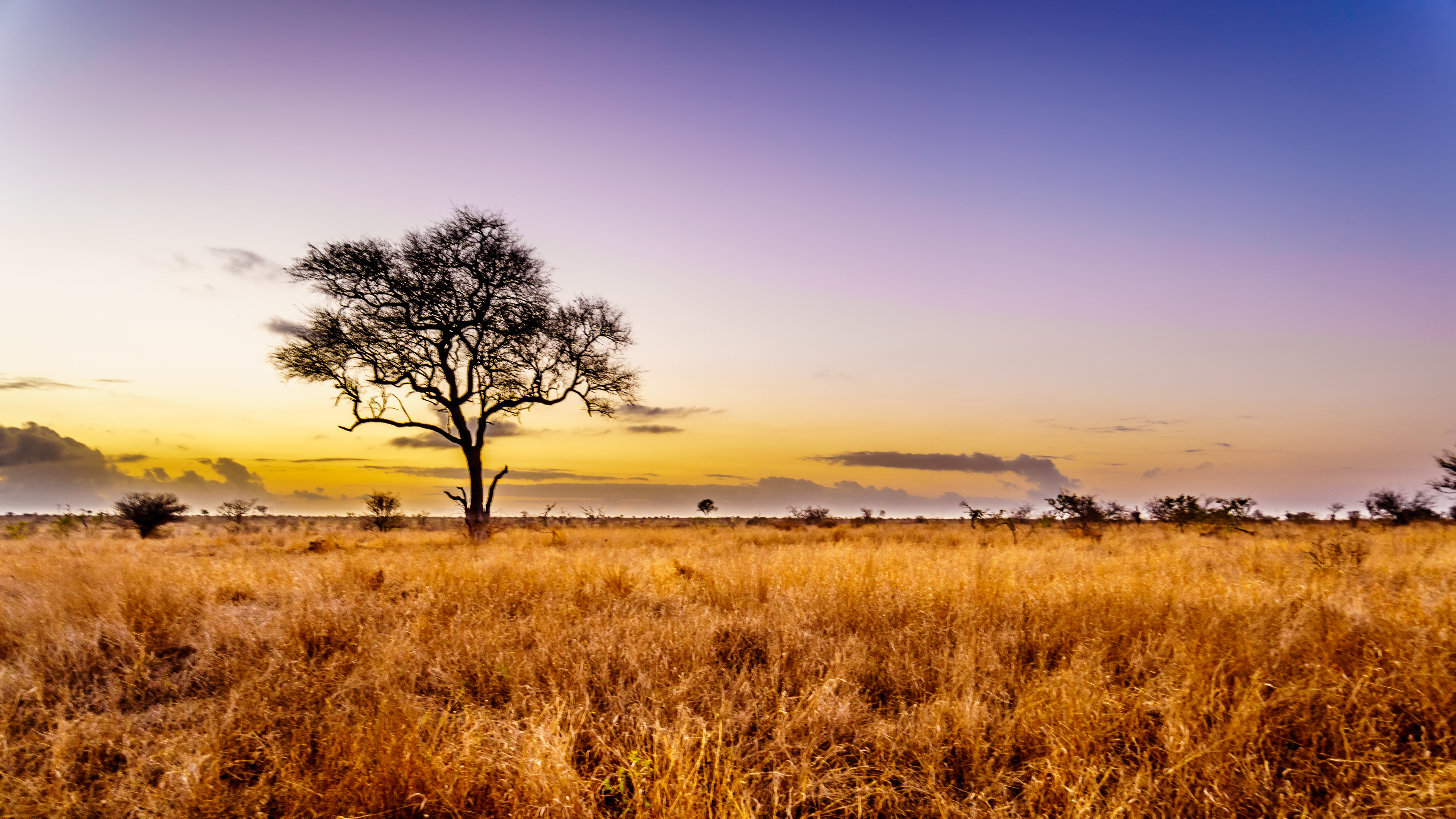 Savannah-type landscapes create positive and relaxing emotions due to our evolution
