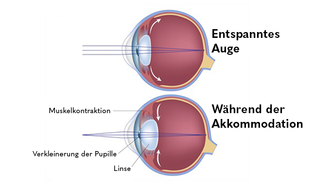 Grafik Beschreibung Auge DE
